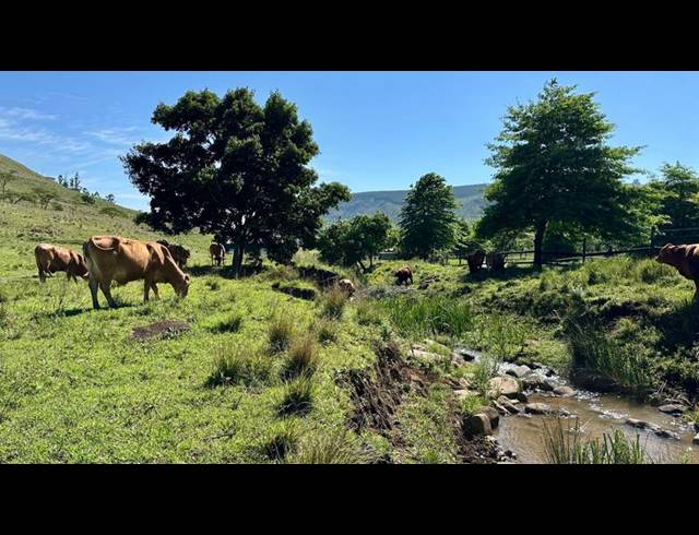 FARM FOR SALE IN MOUNT VERDE